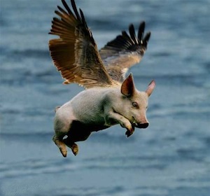 Flying_Pig