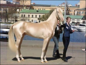 Most beautiful horse