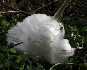 frost flower 3